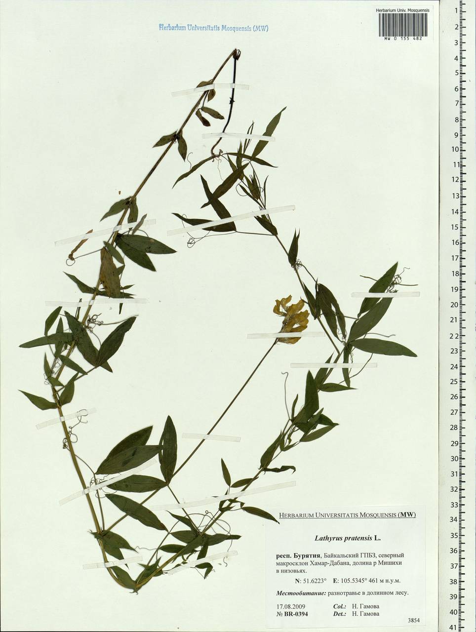 Lathyrus pratensis L., Siberia, Baikal & Transbaikal region (S4) (Russia)