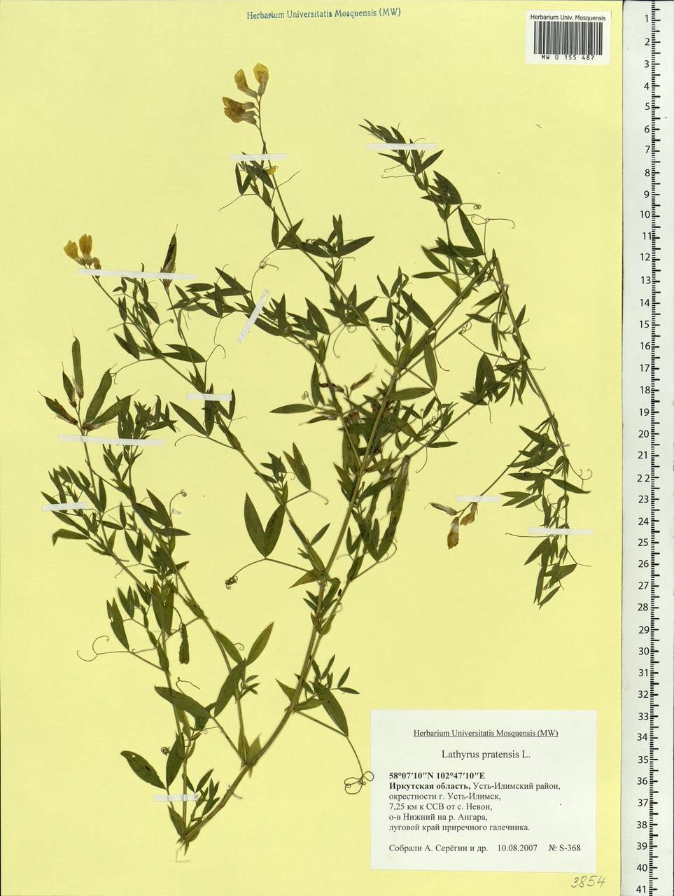 Lathyrus pratensis L., Siberia, Baikal & Transbaikal region (S4) (Russia)