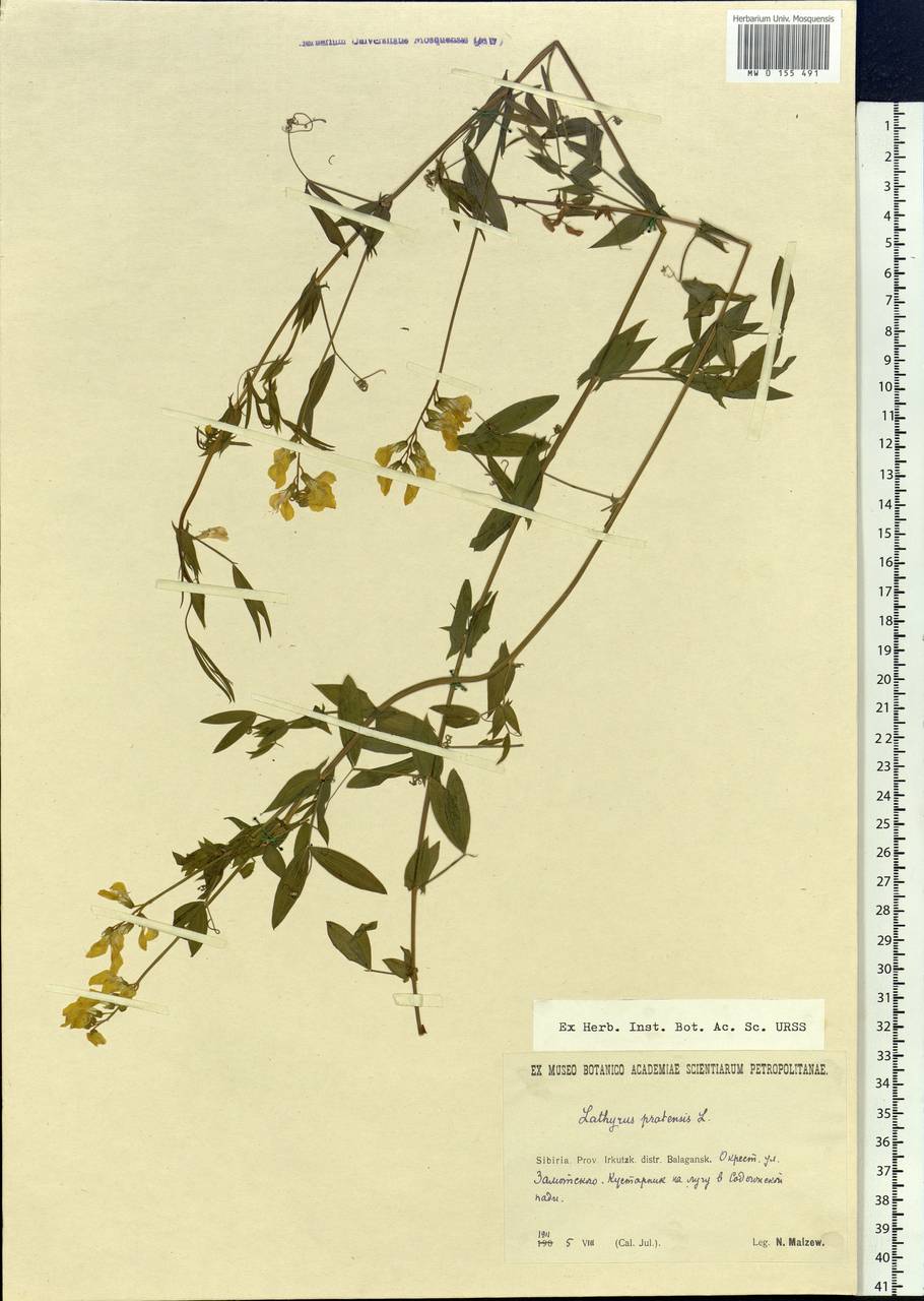 Lathyrus pratensis L., Siberia, Baikal & Transbaikal region (S4) (Russia)