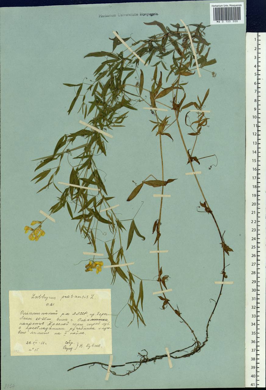 Lathyrus pratensis L., Siberia, Yakutia (S5) (Russia)