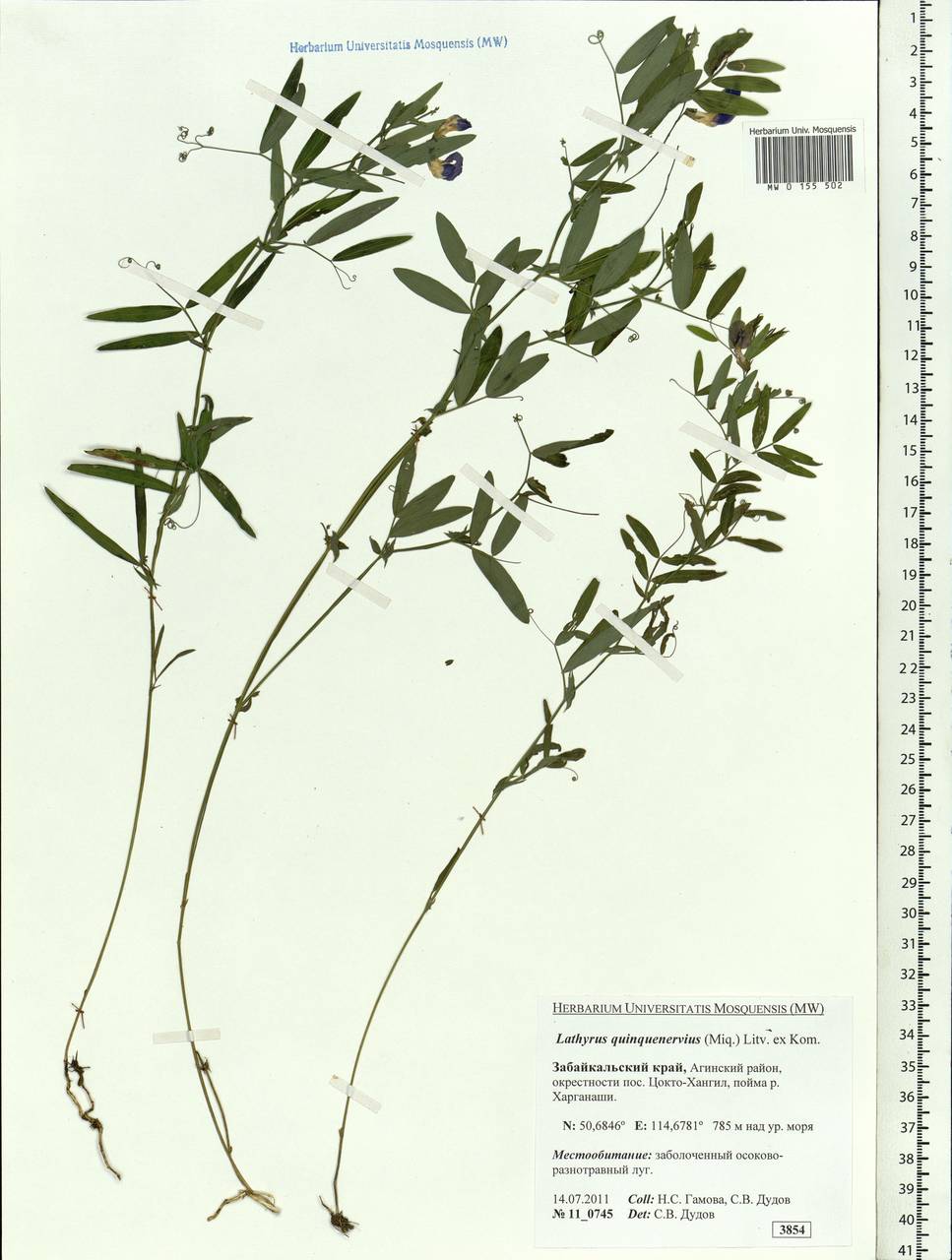 Lathyrus quinquenervius (Miq.)Litv., Siberia, Baikal & Transbaikal region (S4) (Russia)