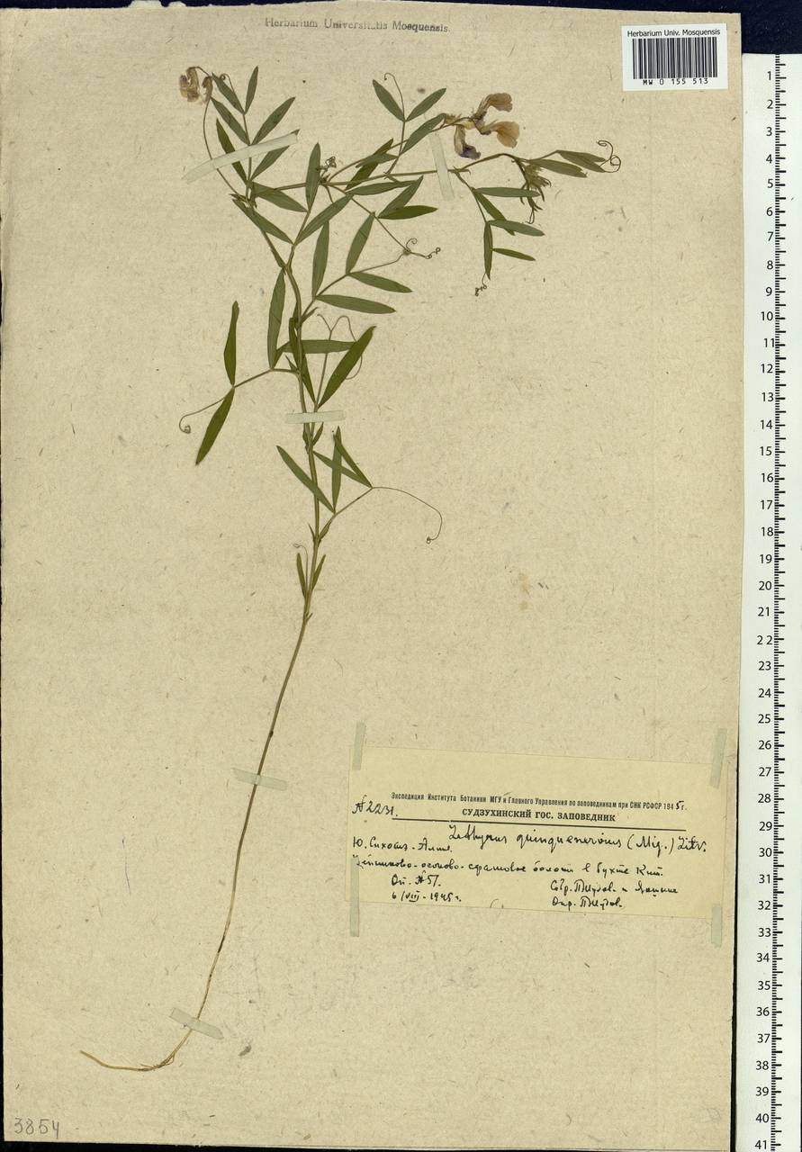Lathyrus quinquenervius (Miq.)Litv., Siberia, Russian Far East (S6) (Russia)
