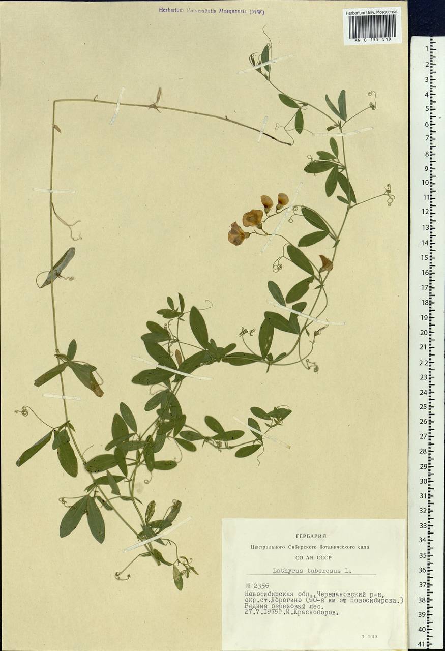 Lathyrus tuberosus L., Siberia, Western Siberia (S1) (Russia)