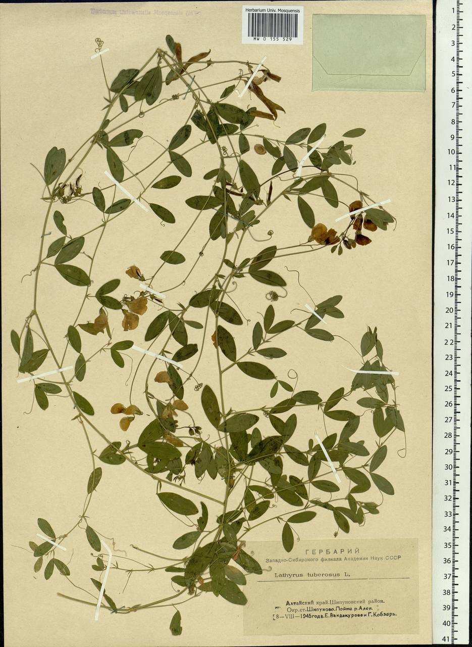 Lathyrus tuberosus L., Siberia, Altai & Sayany Mountains (S2) (Russia)