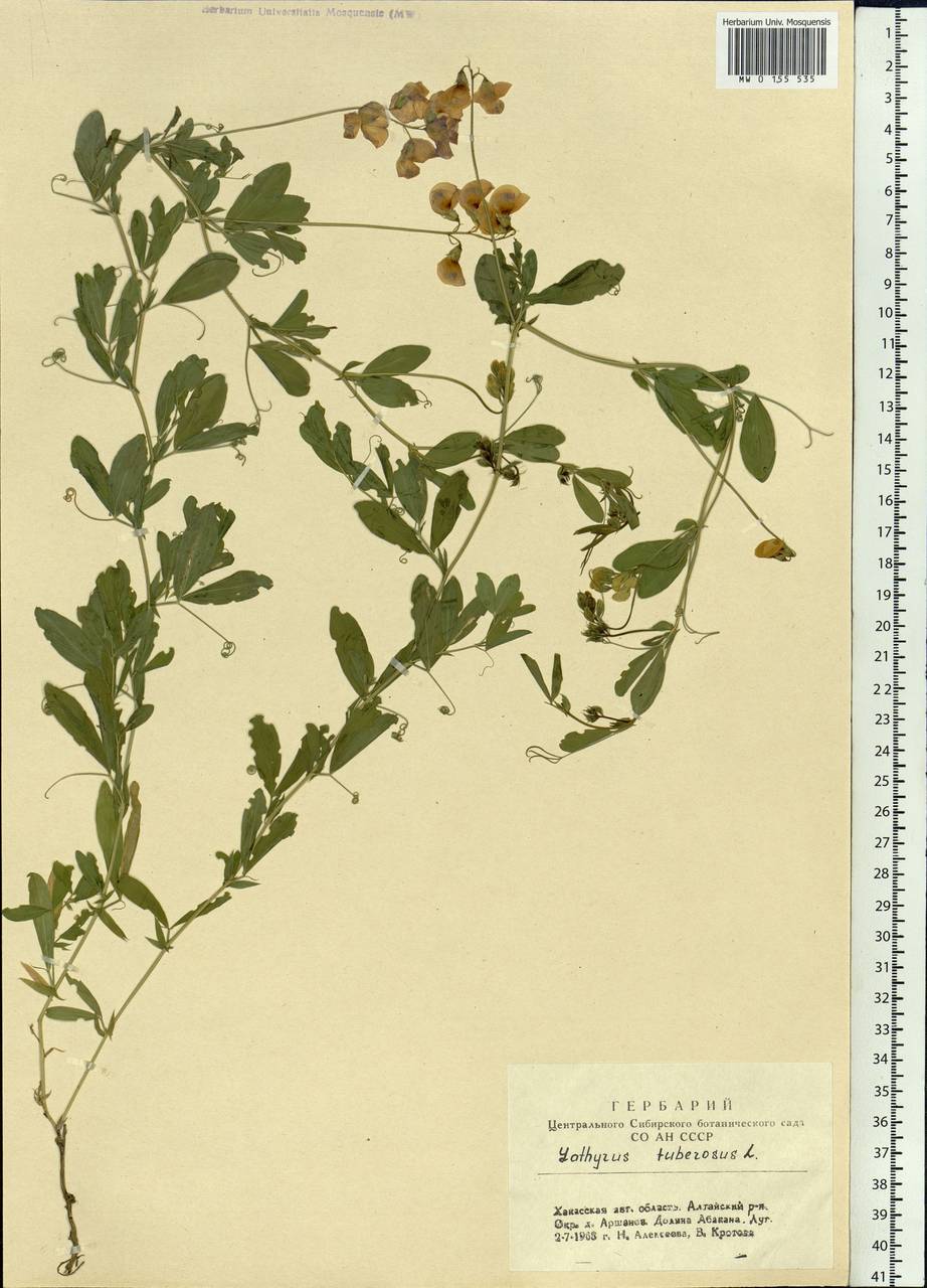 Lathyrus tuberosus L., Siberia, Altai & Sayany Mountains (S2) (Russia)