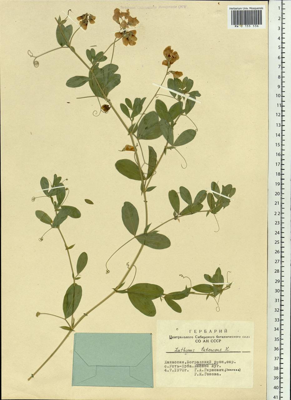 Lathyrus tuberosus L., Siberia, Altai & Sayany Mountains (S2) (Russia)