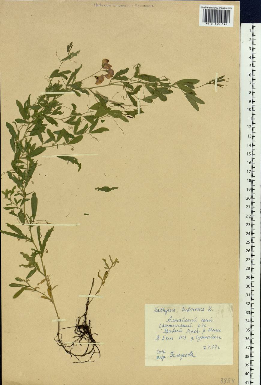 Lathyrus tuberosus L., Siberia, Altai & Sayany Mountains (S2) (Russia)