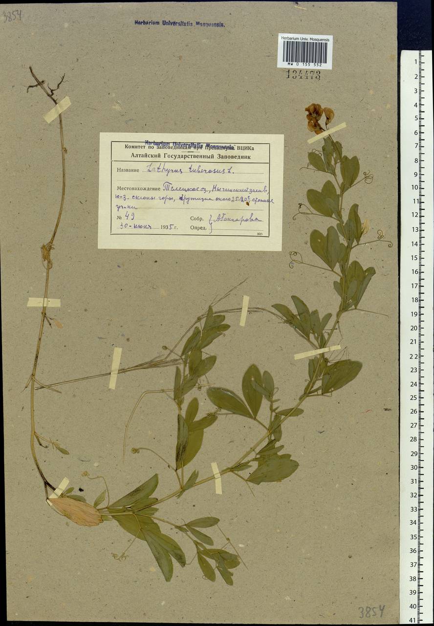 Lathyrus tuberosus L., Siberia, Altai & Sayany Mountains (S2) (Russia)
