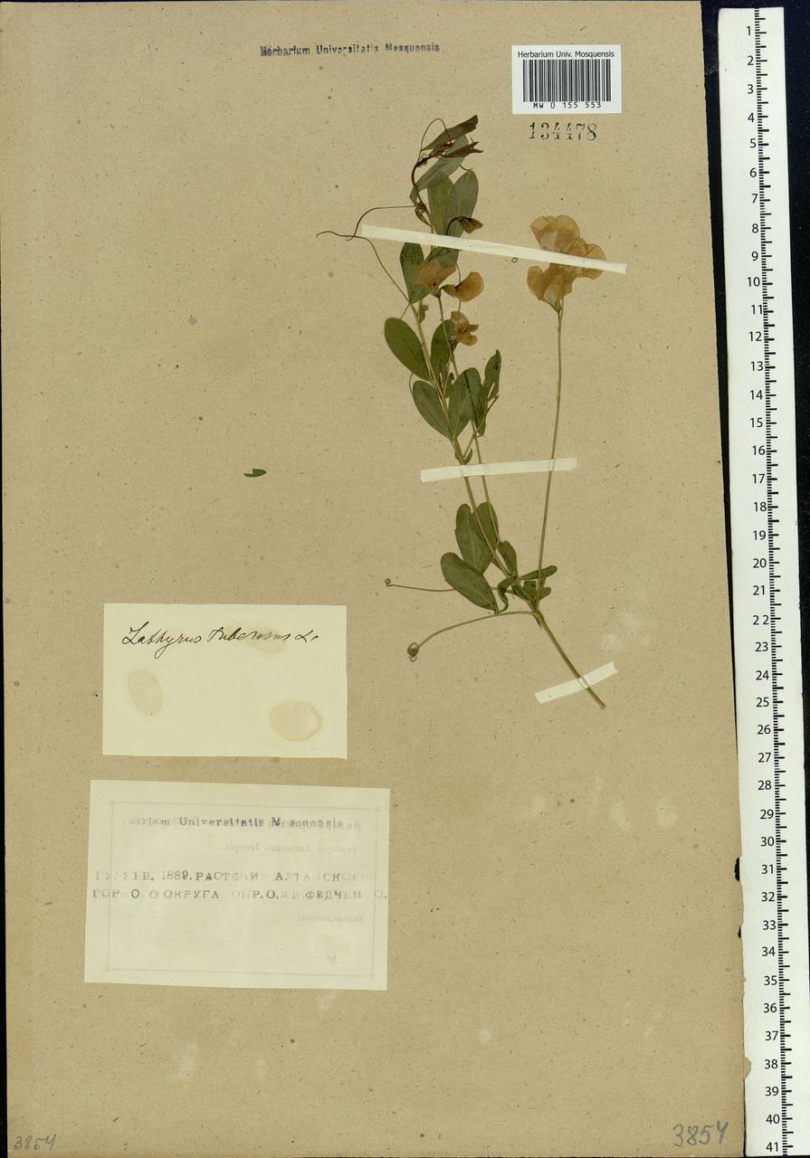 Lathyrus tuberosus L., Siberia, Altai & Sayany Mountains (S2) (Russia)