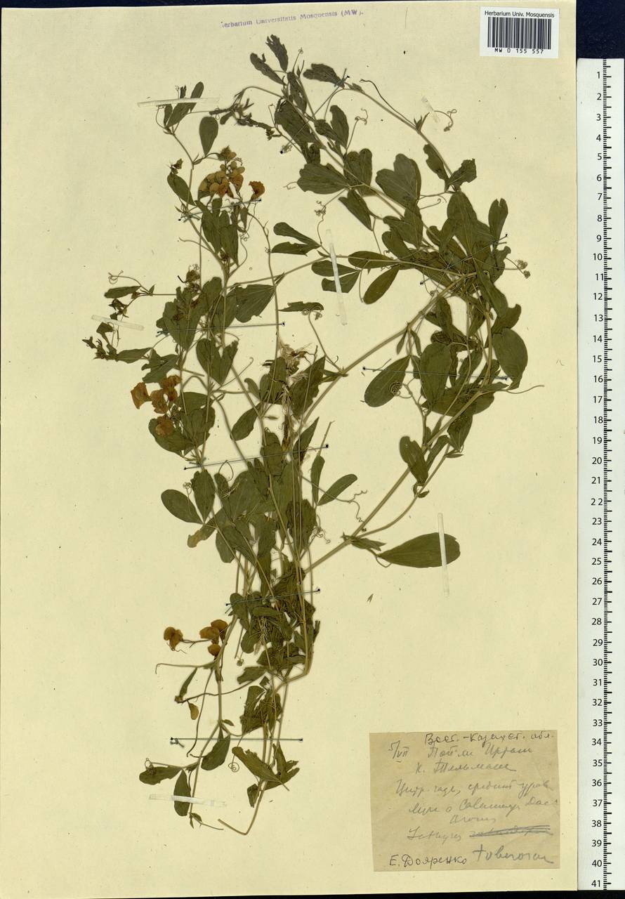 Lathyrus tuberosus L., Siberia, Western (Kazakhstan) Altai Mountains (S2a) (Kazakhstan)