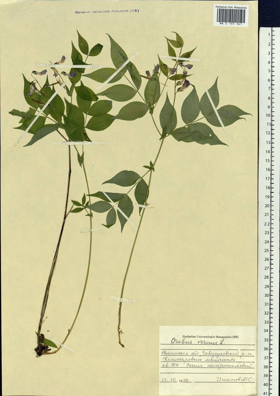 Lathyrus vernus (L.)Bernh., Siberia, Western Siberia (S1) (Russia)
