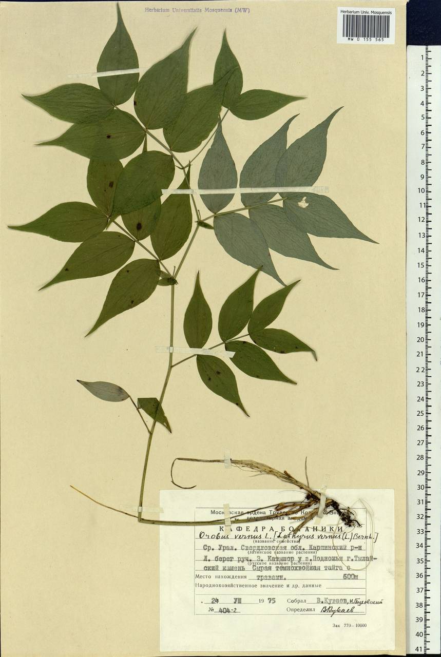 Lathyrus vernus (L.)Bernh., Eastern Europe, Eastern region (E10) (Russia)
