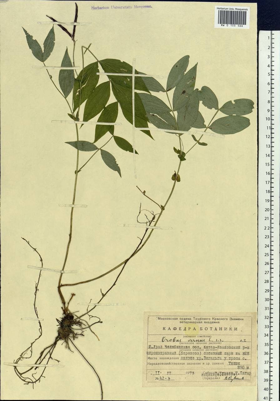 Lathyrus vernus (L.)Bernh., Eastern Europe, Eastern region (E10) (Russia)