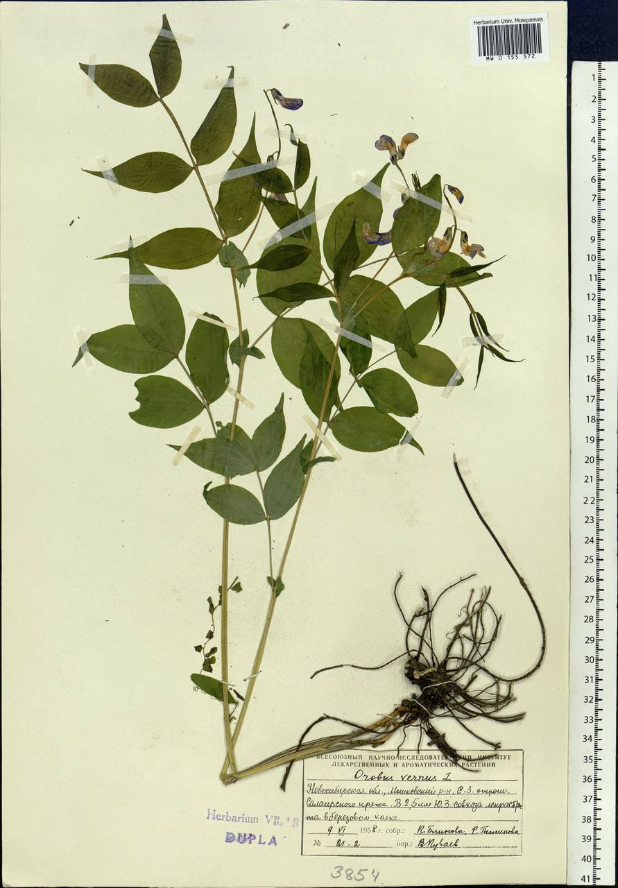 Lathyrus vernus (L.)Bernh., Siberia, Western Siberia (S1) (Russia)