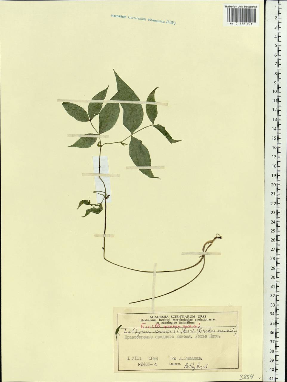 Lathyrus vernus (L.)Bernh., Siberia, Central Siberia (S3) (Russia)