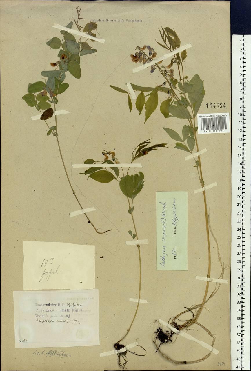 Lathyrus vernus (L.)Bernh., Siberia, Baikal & Transbaikal region (S4) (Russia)
