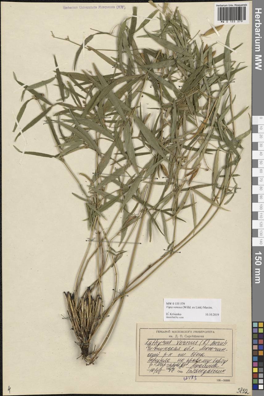 Vicia venosa (Willd. ex Link) Maxim., Siberia, Baikal & Transbaikal region (S4) (Russia)