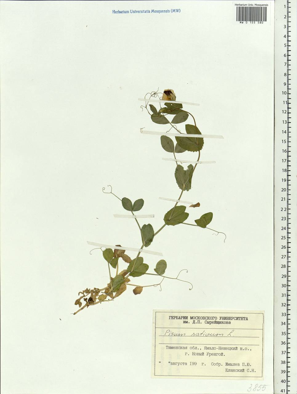Lathyrus oleraceus Lam., Siberia, Western Siberia (S1) (Russia)