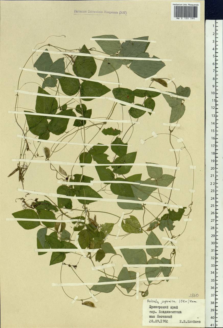 Amphicarpaea edgeworthii Benth., Siberia, Russian Far East (S6) (Russia)