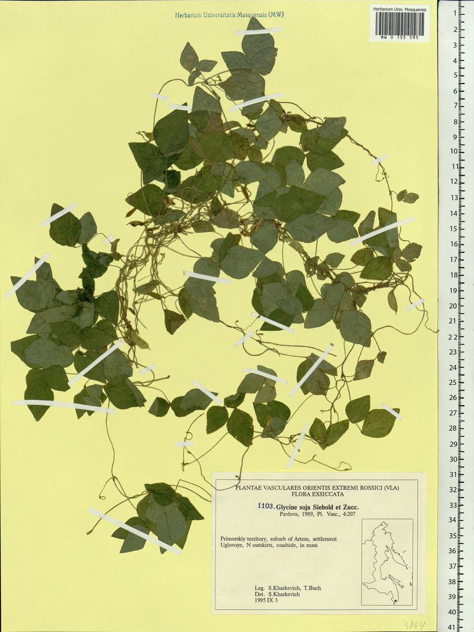 Glycine max subsp. soja (Siebold & Zucc.)H.Ohashi, Siberia, Russian Far East (S6) (Russia)