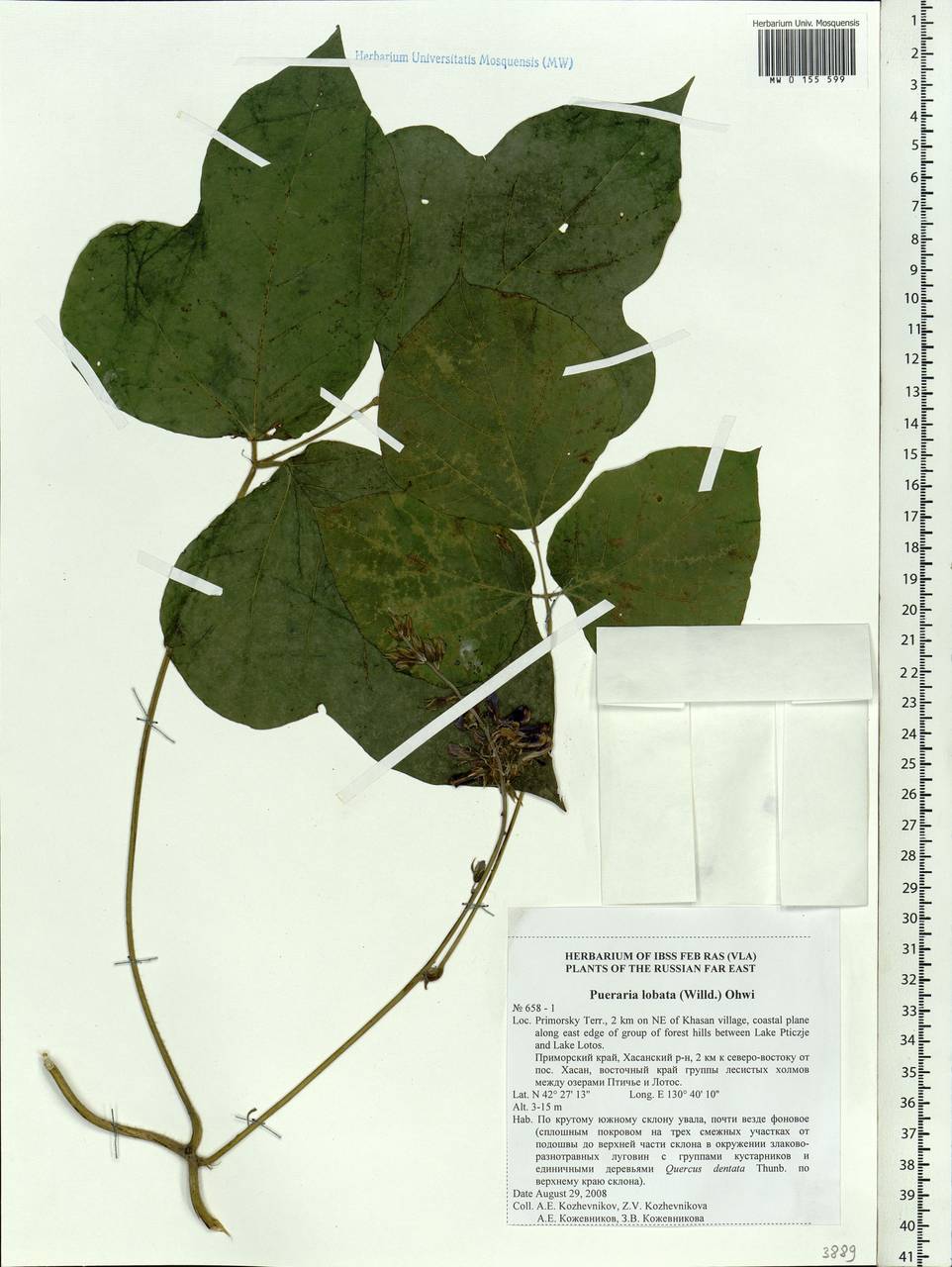 Pueraria montana var. lobata (Willd.)Sanjappa & Pradeep, Siberia, Russian Far East (S6) (Russia)