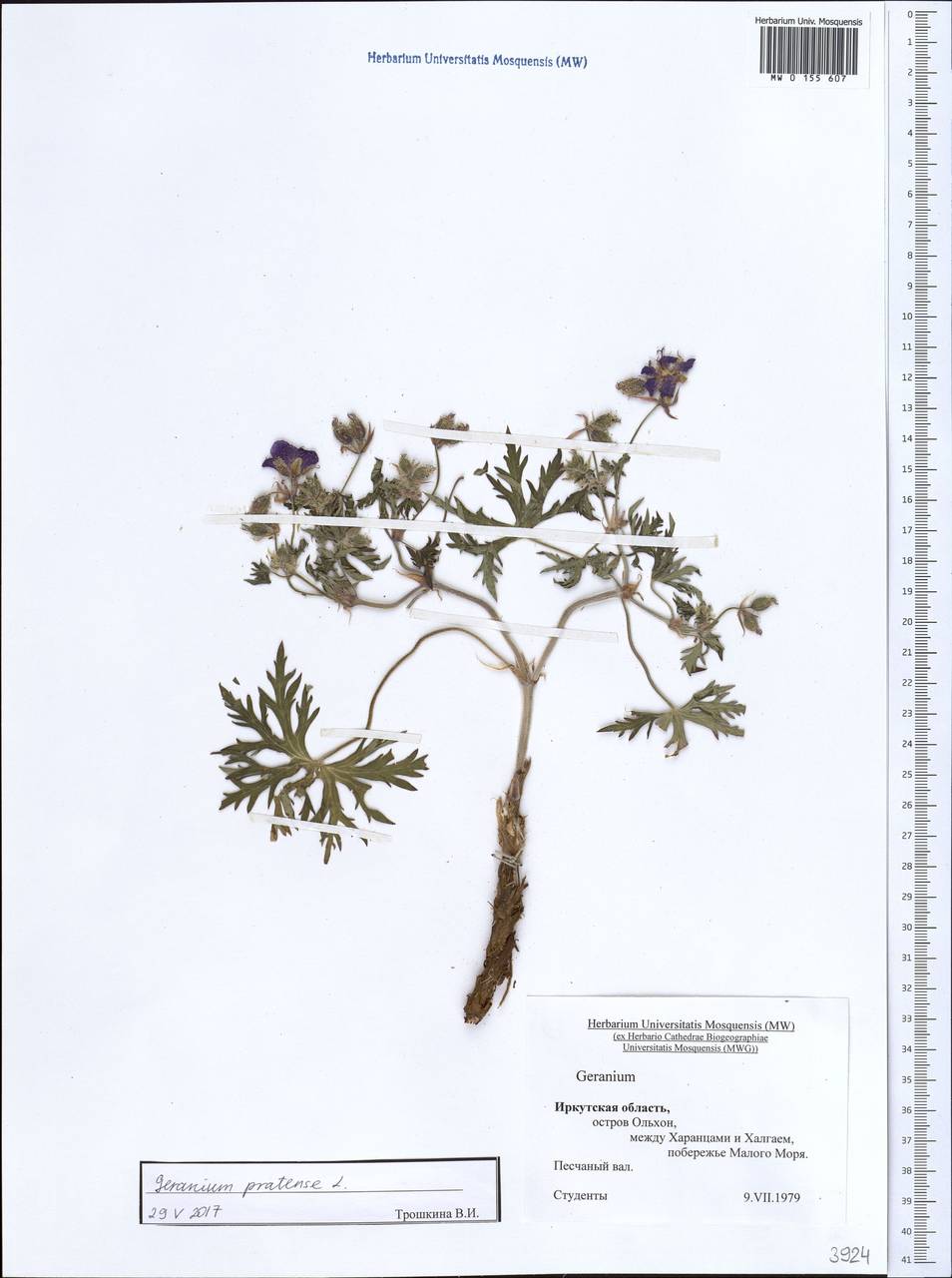 Geranium pratense L., Siberia, Baikal & Transbaikal region (S4) (Russia)