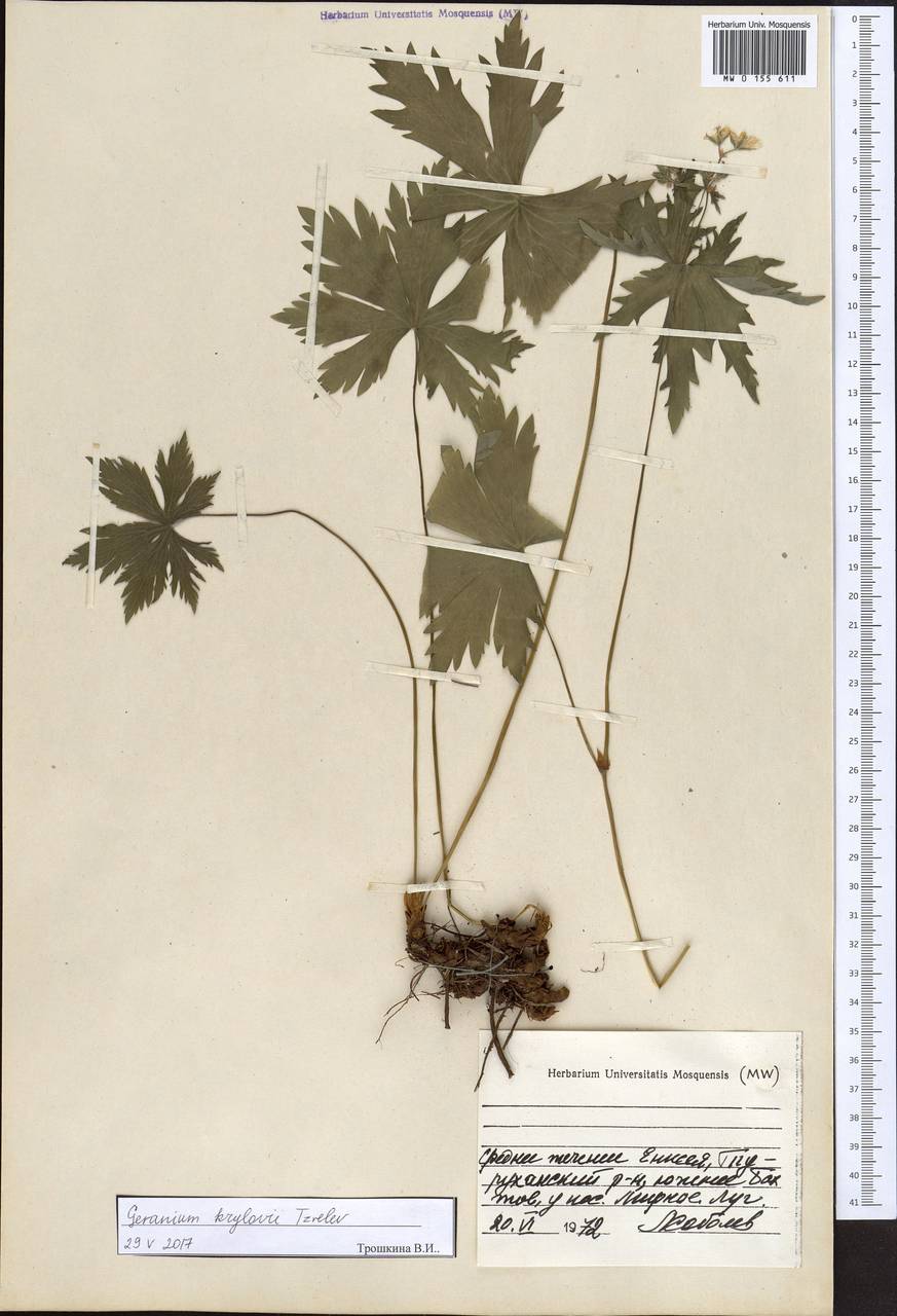 Geranium sylvaticum L., Siberia, Central Siberia (S3) (Russia)