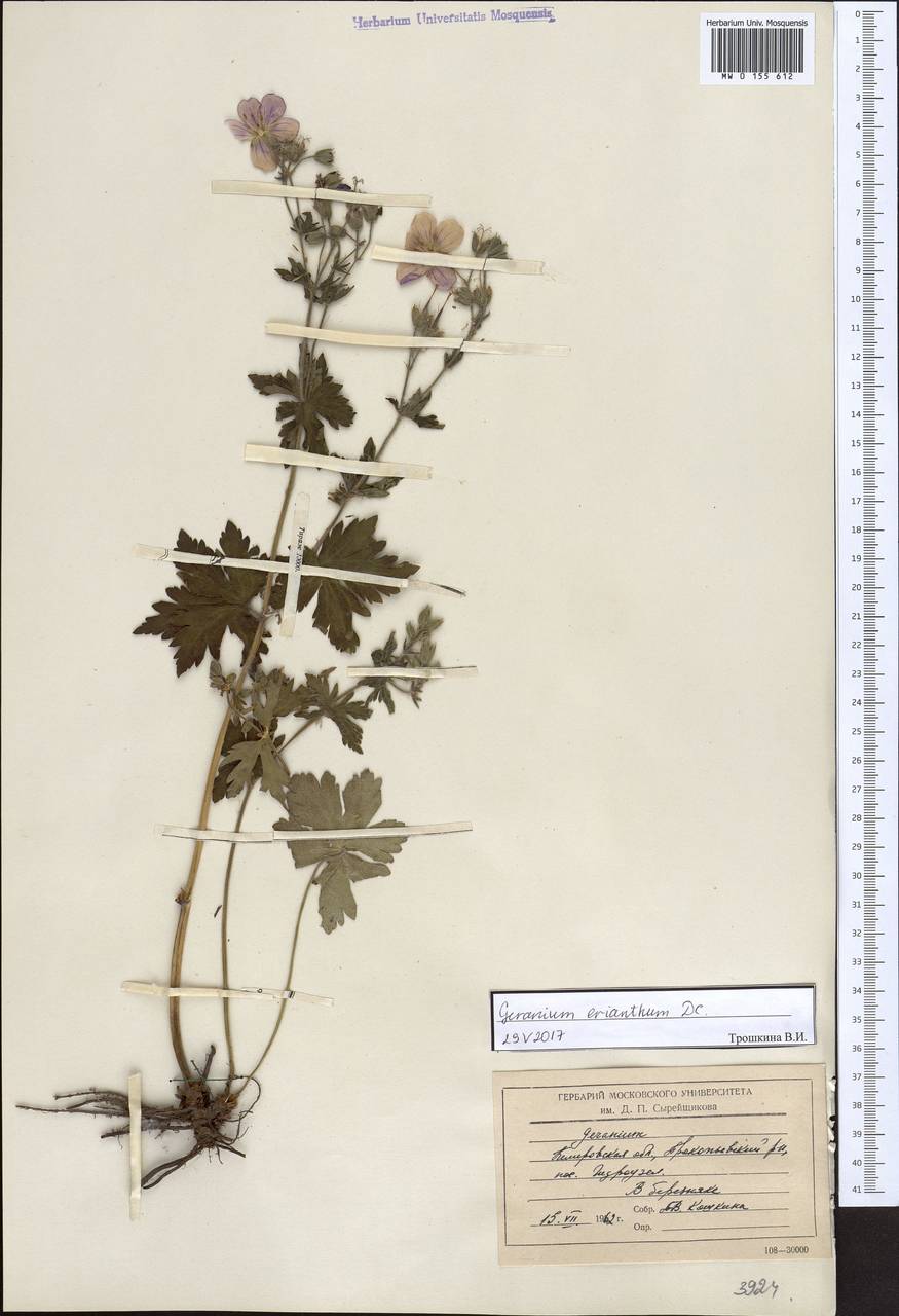 Geranium erianthum DC., Siberia, Altai & Sayany Mountains (S2) (Russia)