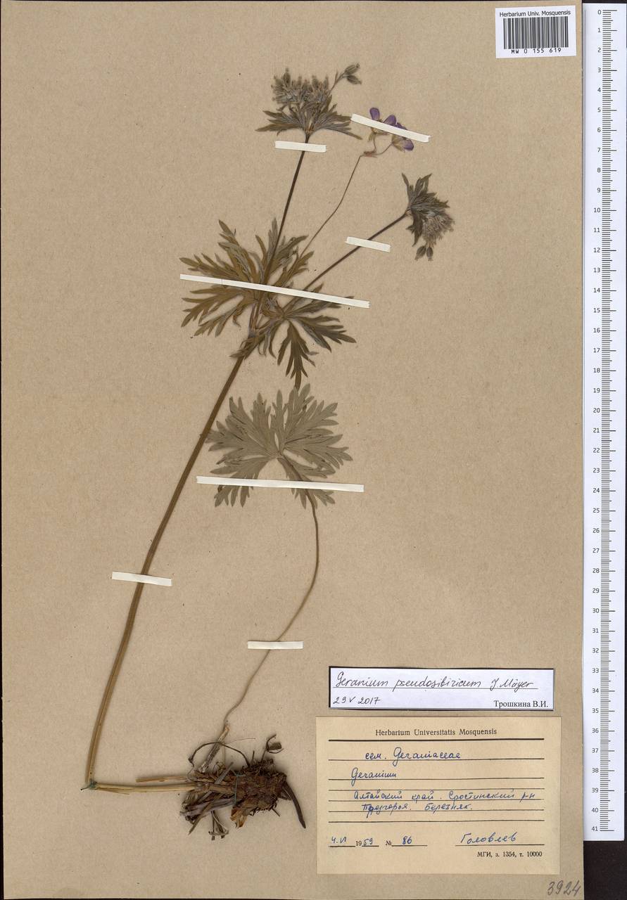 Geranium pseudosibiricum J. Mayer, Siberia, Altai & Sayany Mountains (S2) (Russia)