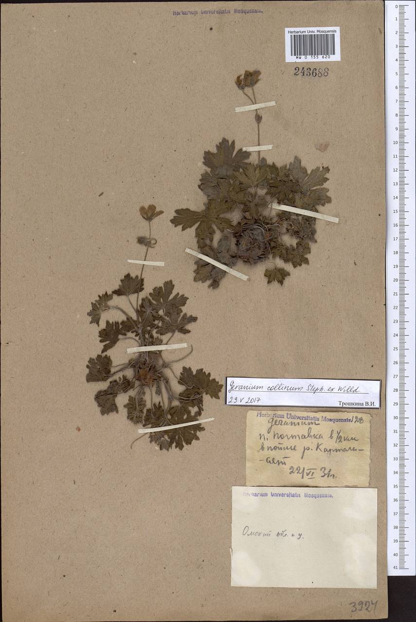 Geranium collinum Stephan ex Willd., Siberia, Western Siberia (S1) (Russia)