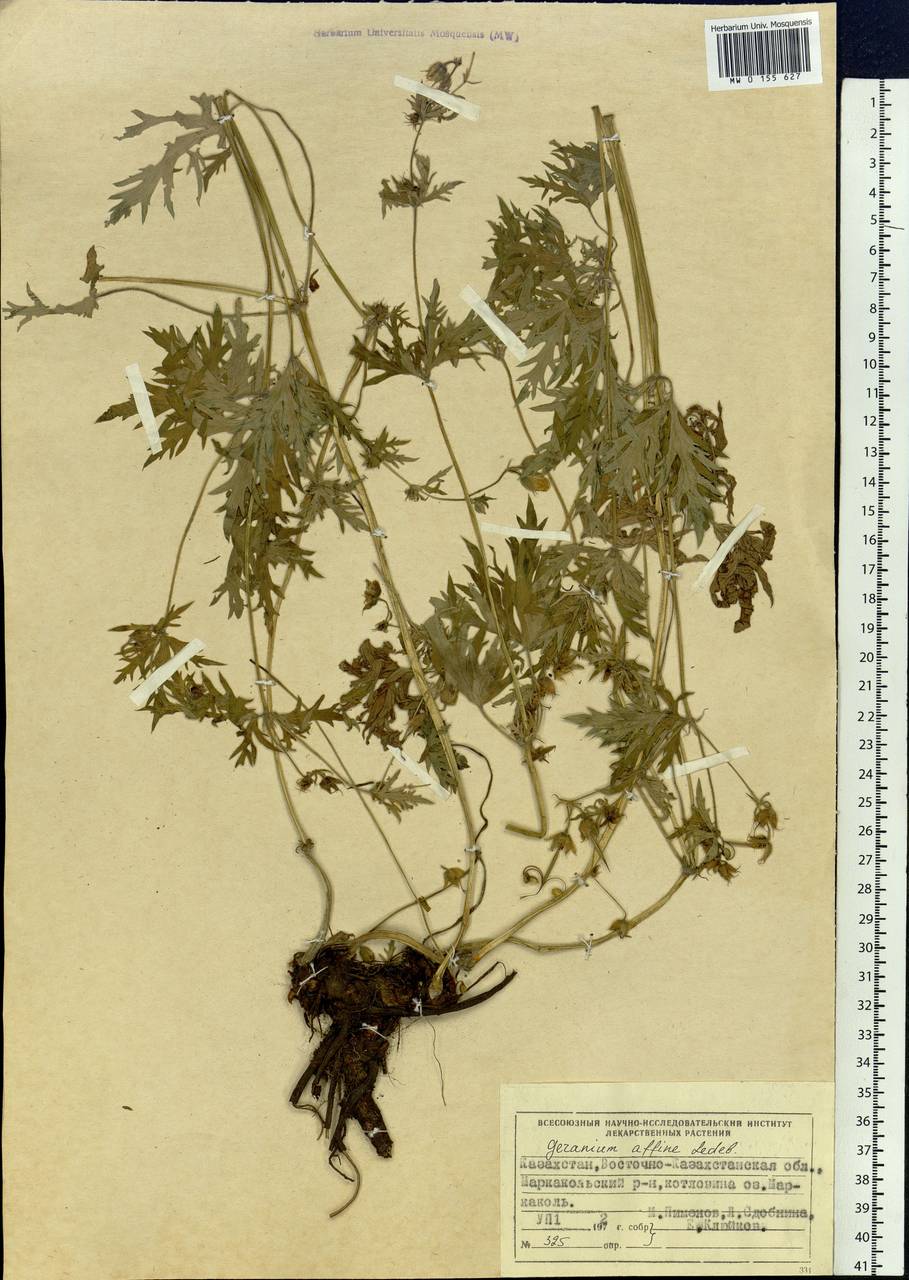 Geranium pratense L., Siberia, Western (Kazakhstan) Altai Mountains (S2a) (Kazakhstan)