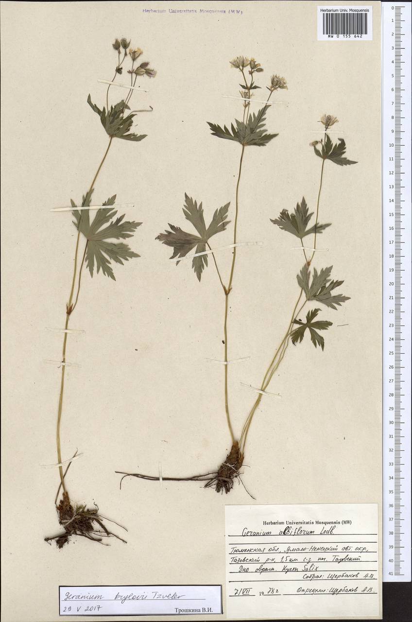 Geranium sylvaticum L., Siberia, Western Siberia (S1) (Russia)