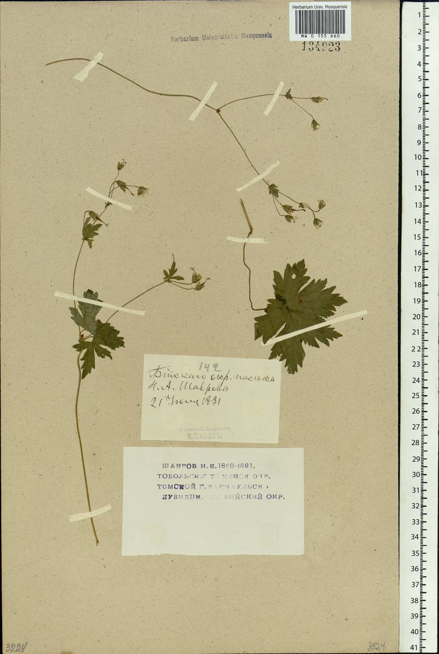 Geranium albiflorum Ledeb., Siberia, Altai & Sayany Mountains (S2) (Russia)