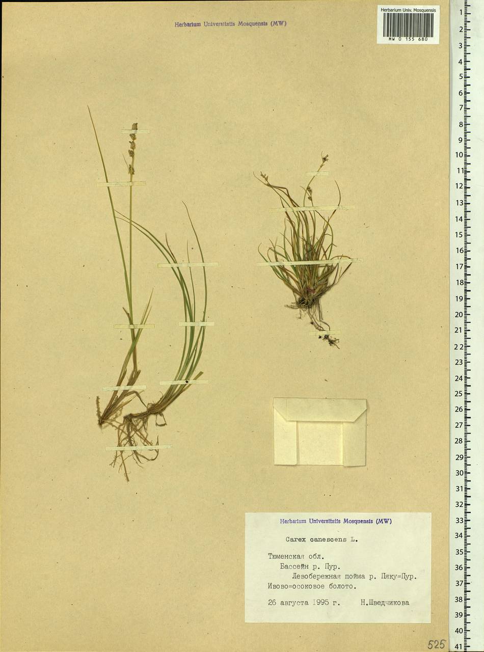 Carex canescens subsp. canescens, Siberia, Western Siberia (S1) (Russia)