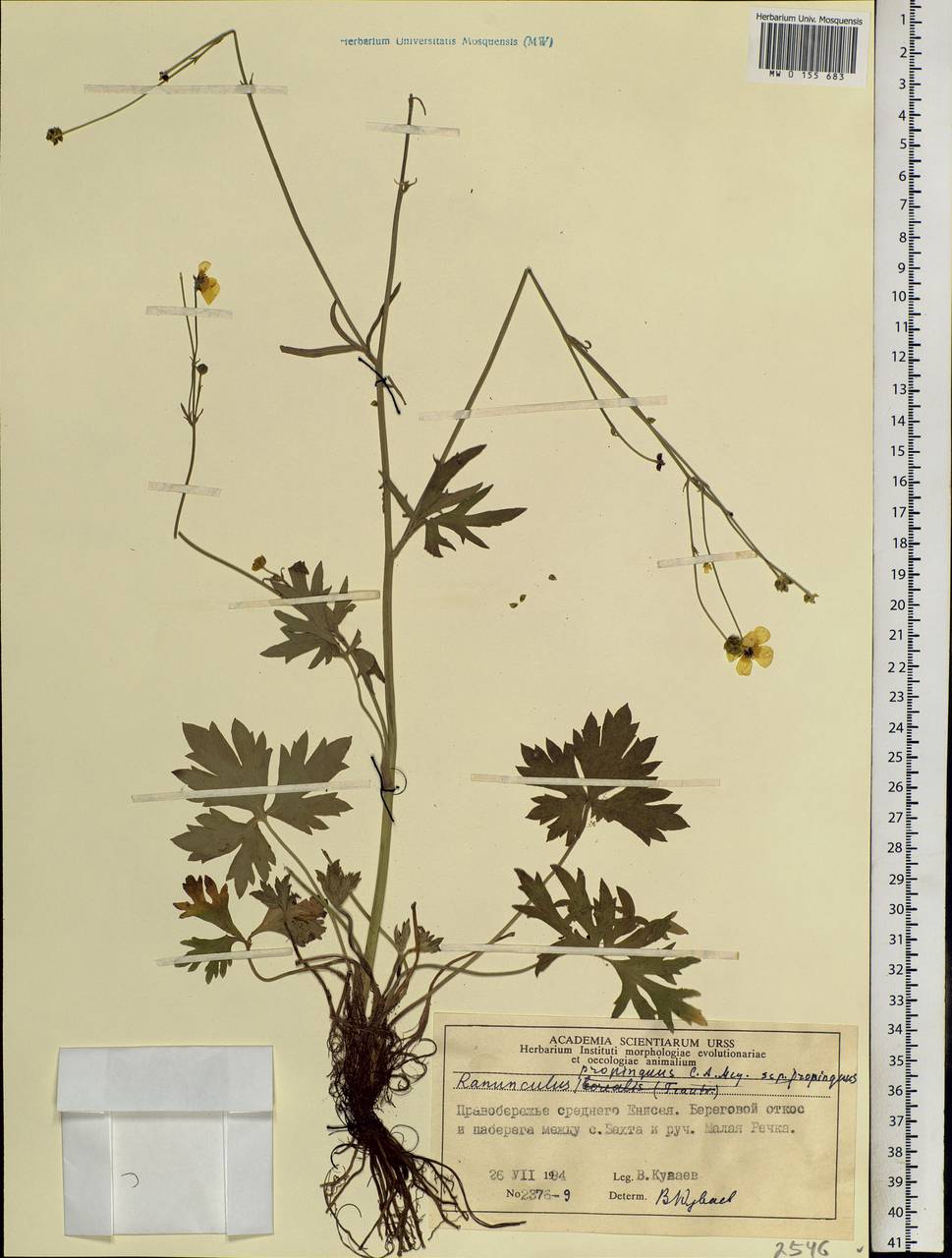 Ranunculus propinquus, Siberia, Central Siberia (S3) (Russia)
