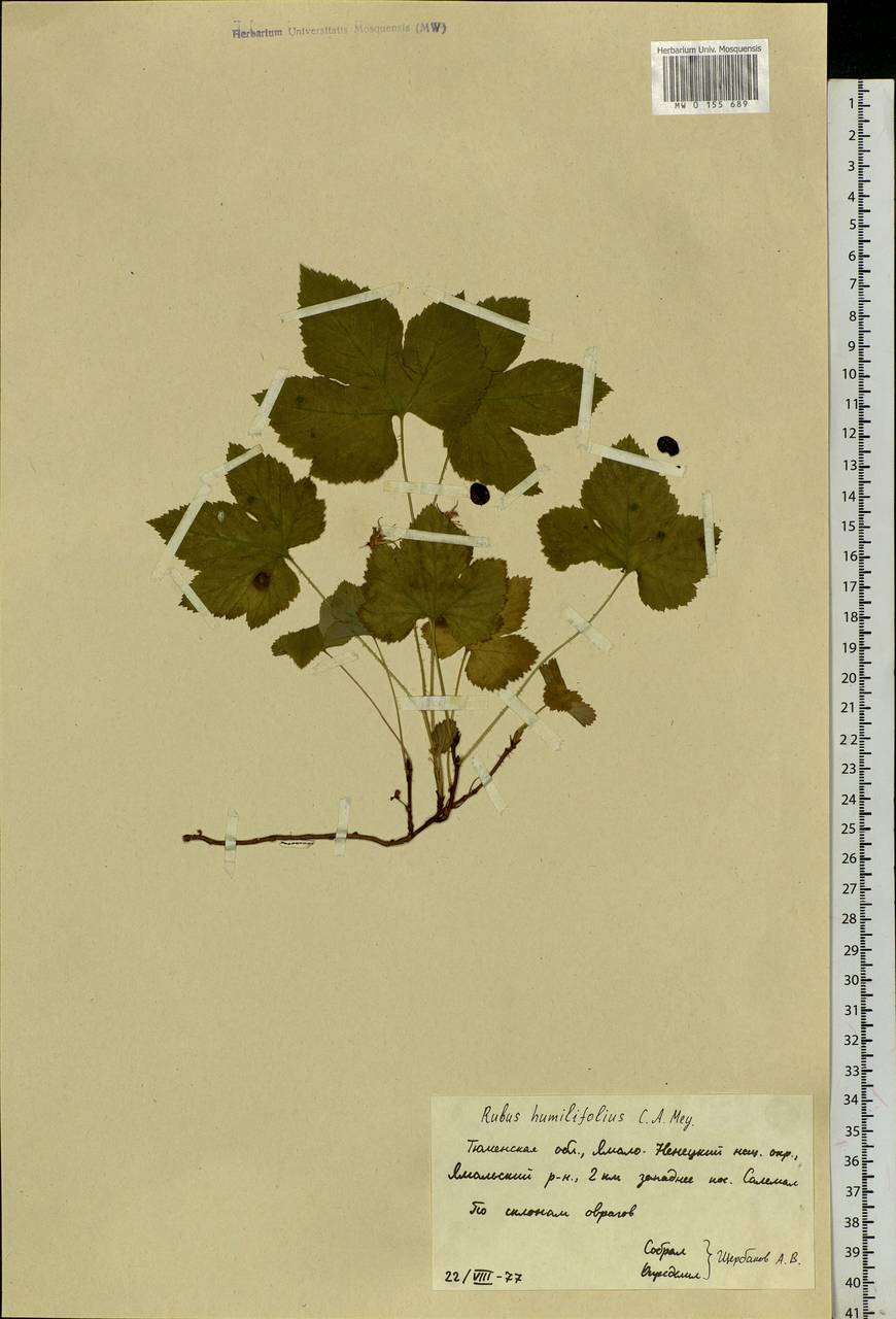 Rubus humulifolius C. A. Mey., Siberia, Western Siberia (S1) (Russia)