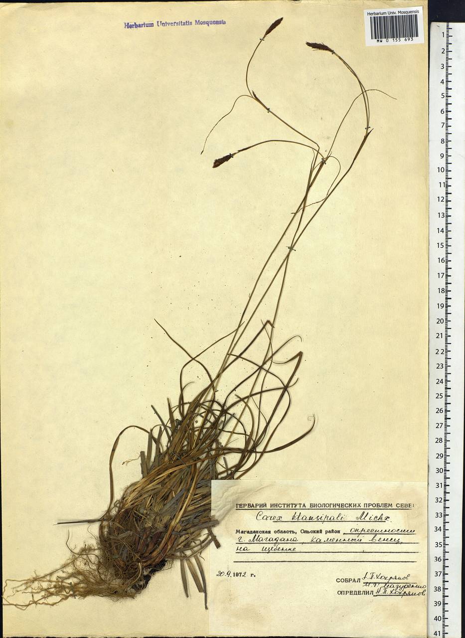 Carex stenantha var. taisetsuensis Akiyama, Siberia, Chukotka & Kamchatka (S7) (Russia)