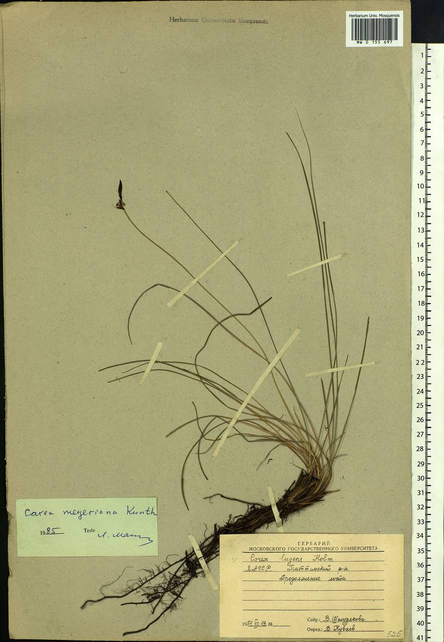 Carex meyeriana Kunth, Siberia, Yakutia (S5) (Russia)