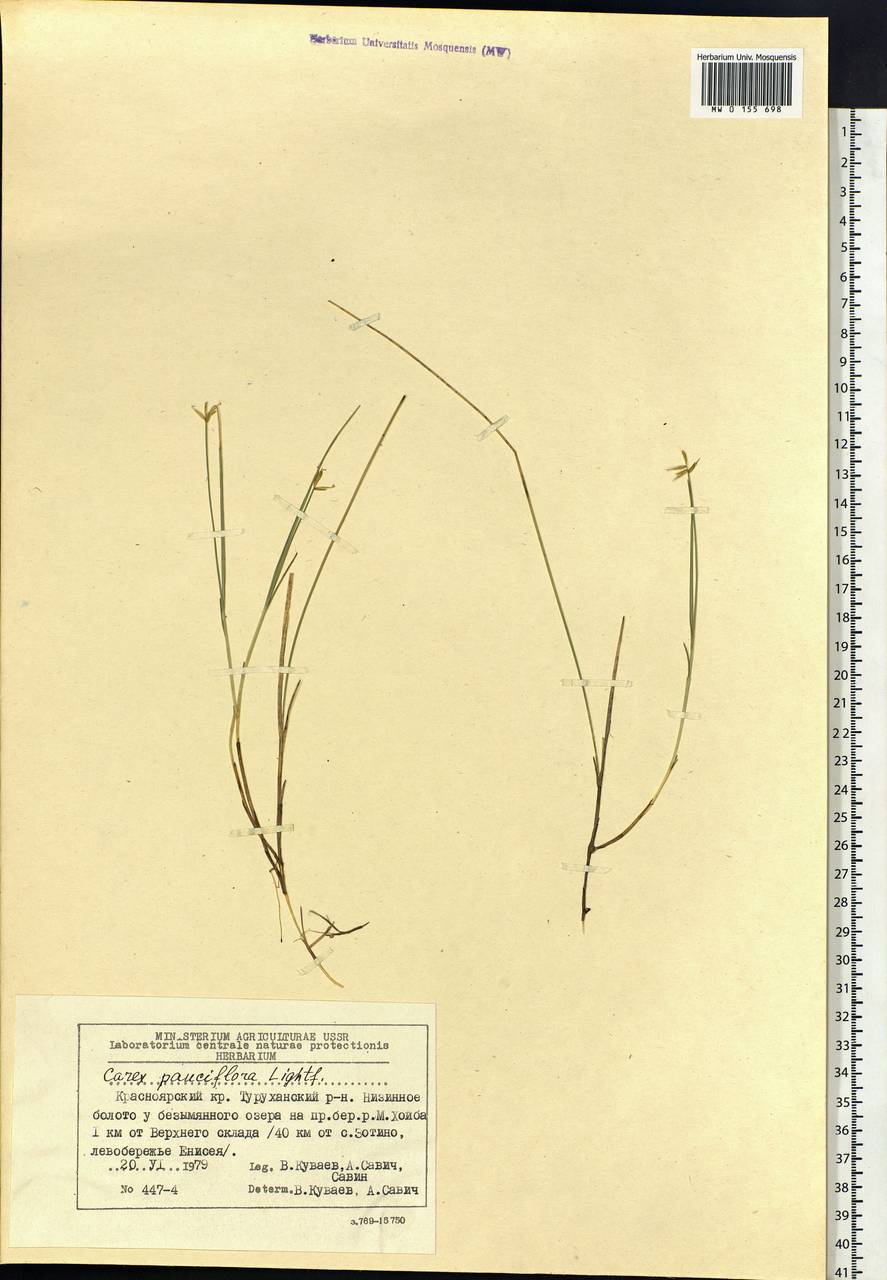 Carex pauciflora Lightf., Siberia, Central Siberia (S3) (Russia)