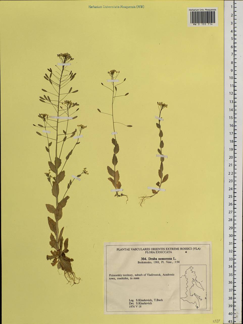 Draba nemorosa L., Siberia, Russian Far East (S6) (Russia)