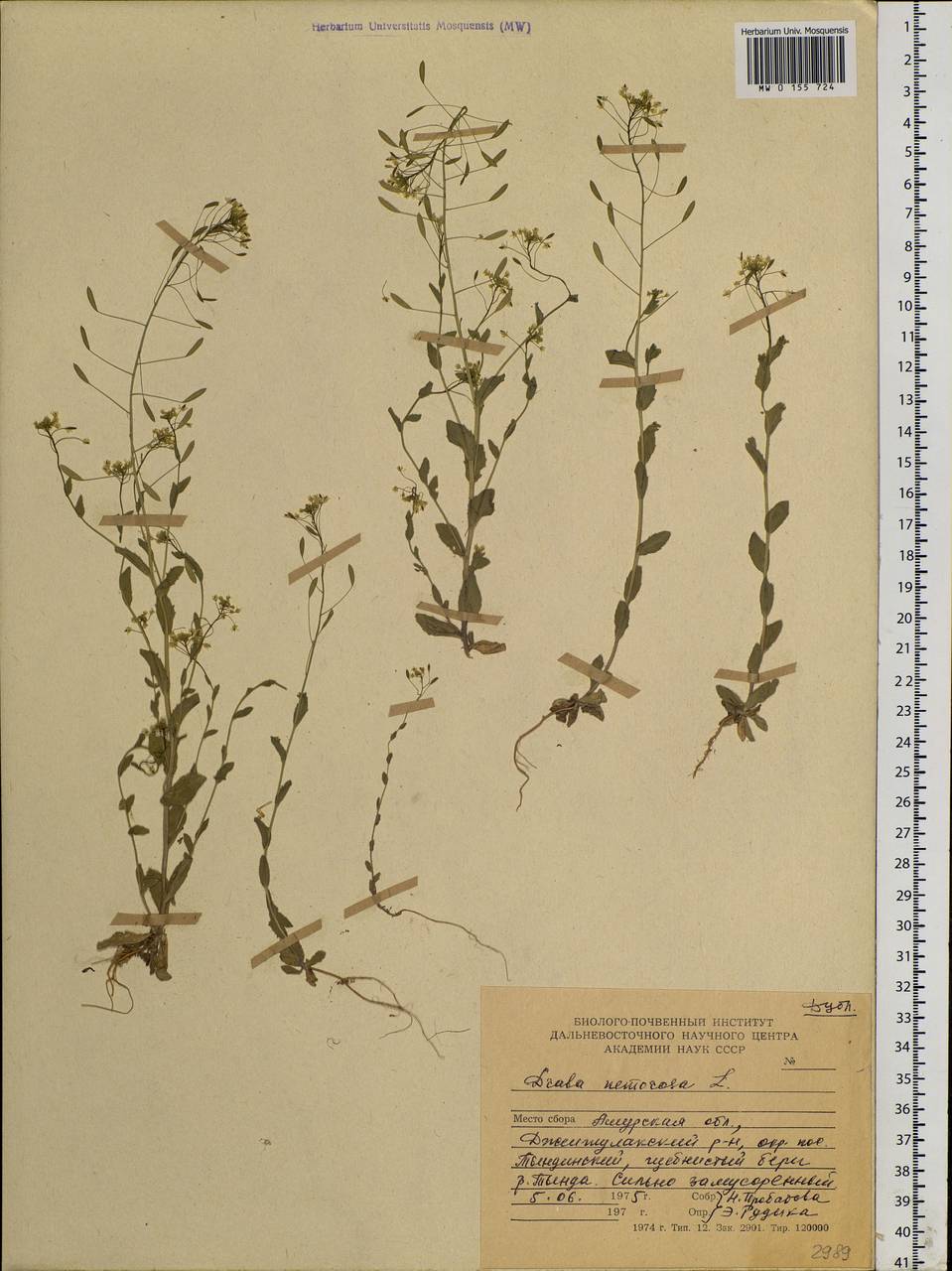 Draba nemorosa L., Siberia, Russian Far East (S6) (Russia)