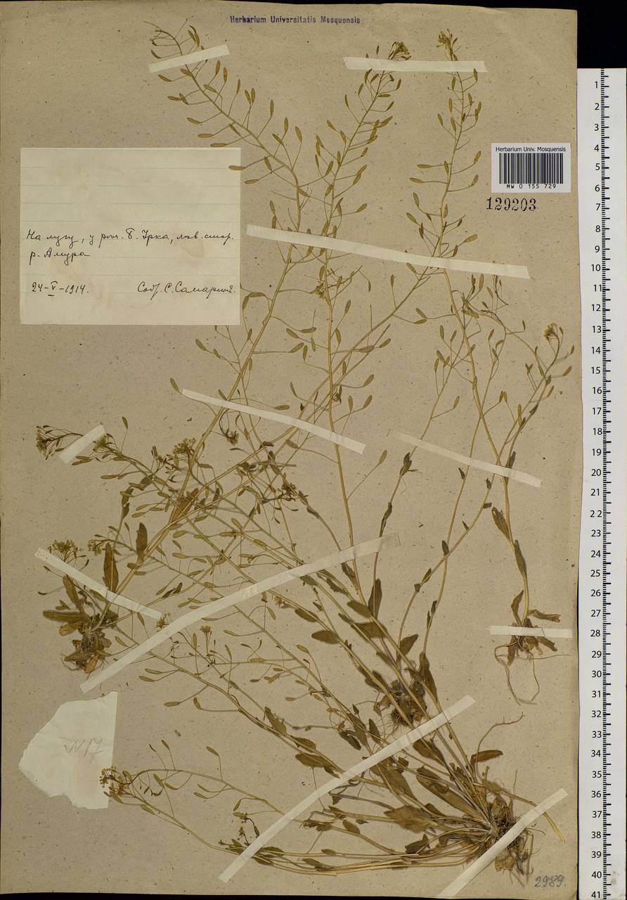 Draba nemorosa L., Siberia, Russian Far East (S6) (Russia)