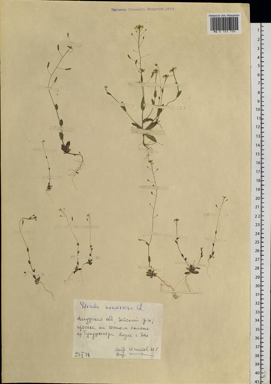 Draba nemorosa L., Siberia, Russian Far East (S6) (Russia)