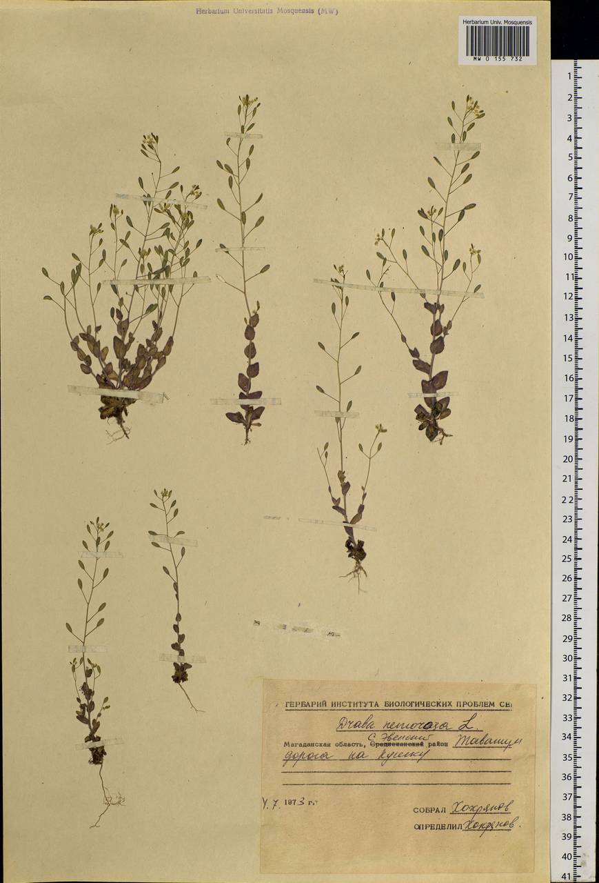 Draba nemorosa L., Siberia, Chukotka & Kamchatka (S7) (Russia)