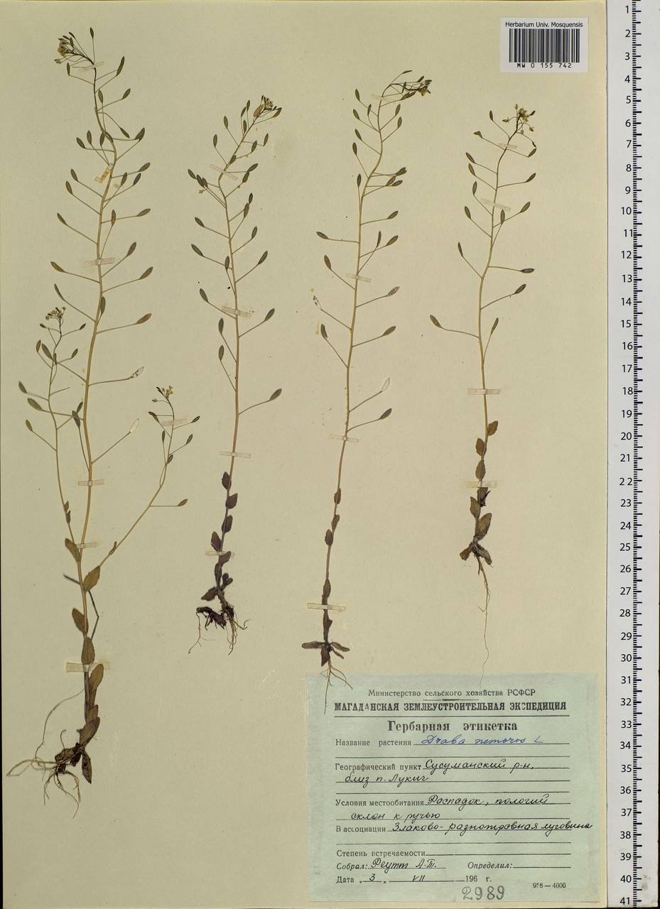 Draba nemorosa L., Siberia, Chukotka & Kamchatka (S7) (Russia)