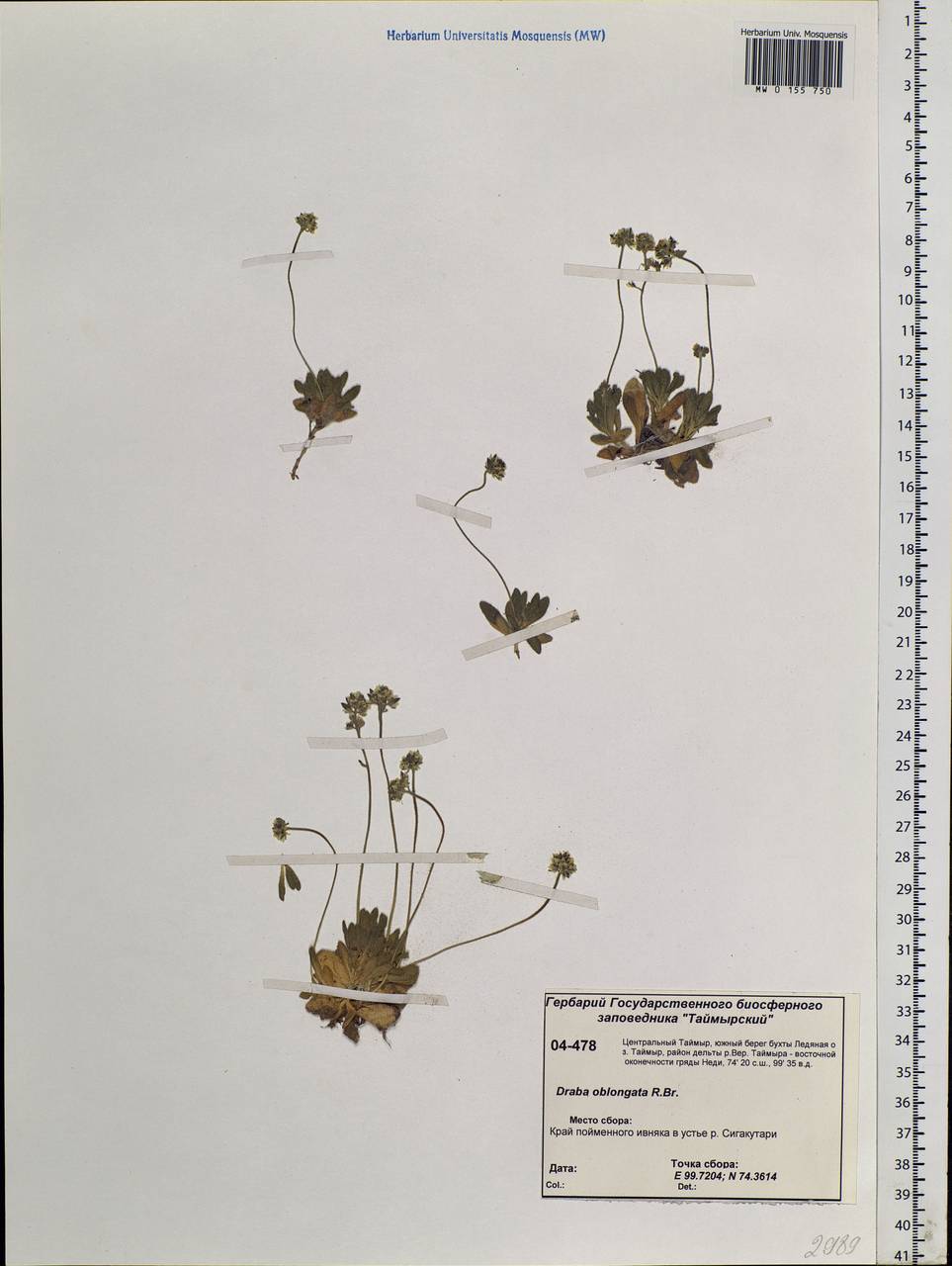 Draba oblongata R. Br. ex DC., Siberia, Central Siberia (S3) (Russia)