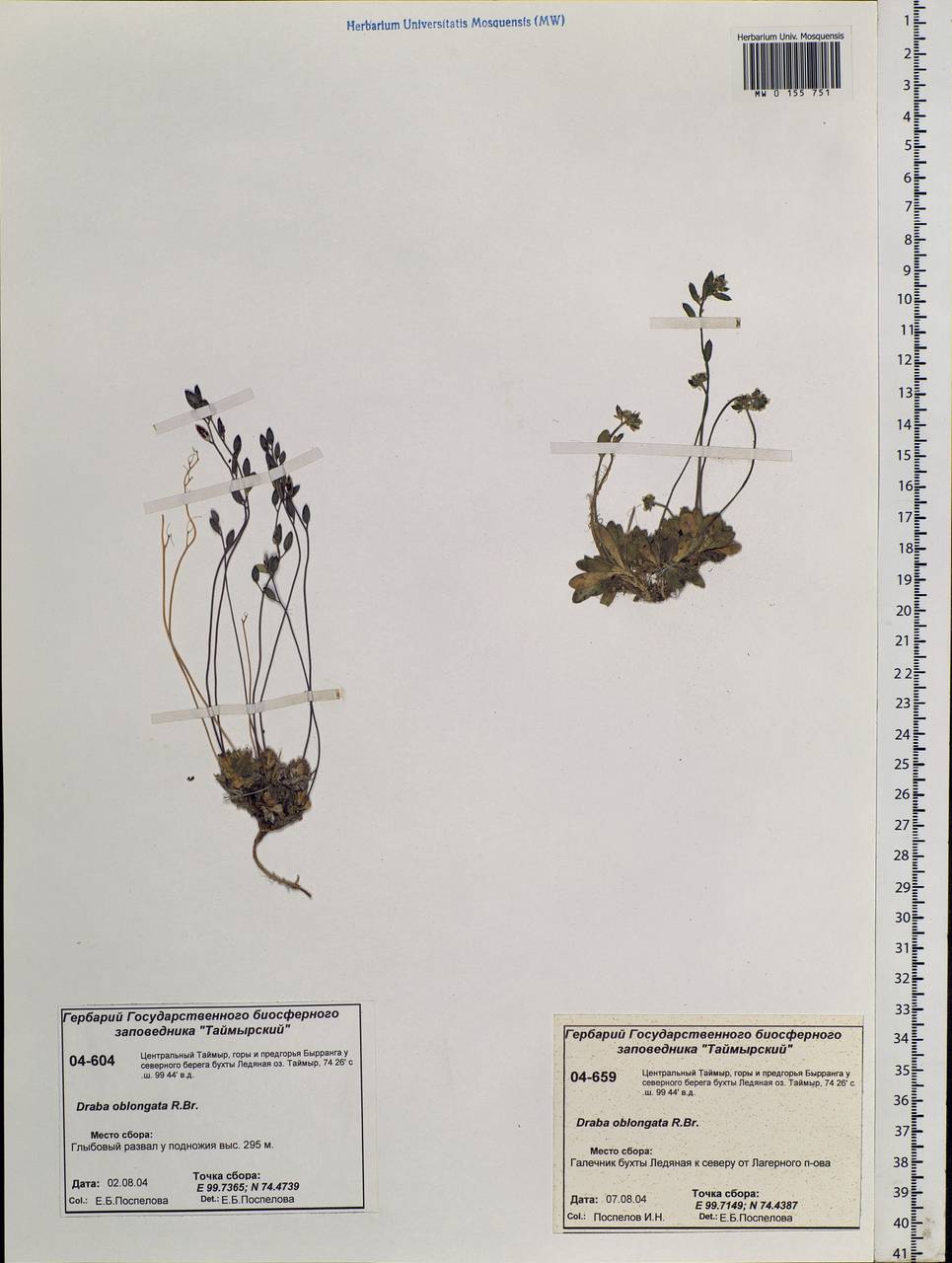 Draba oblongata R. Br. ex DC., Siberia, Central Siberia (S3) (Russia)