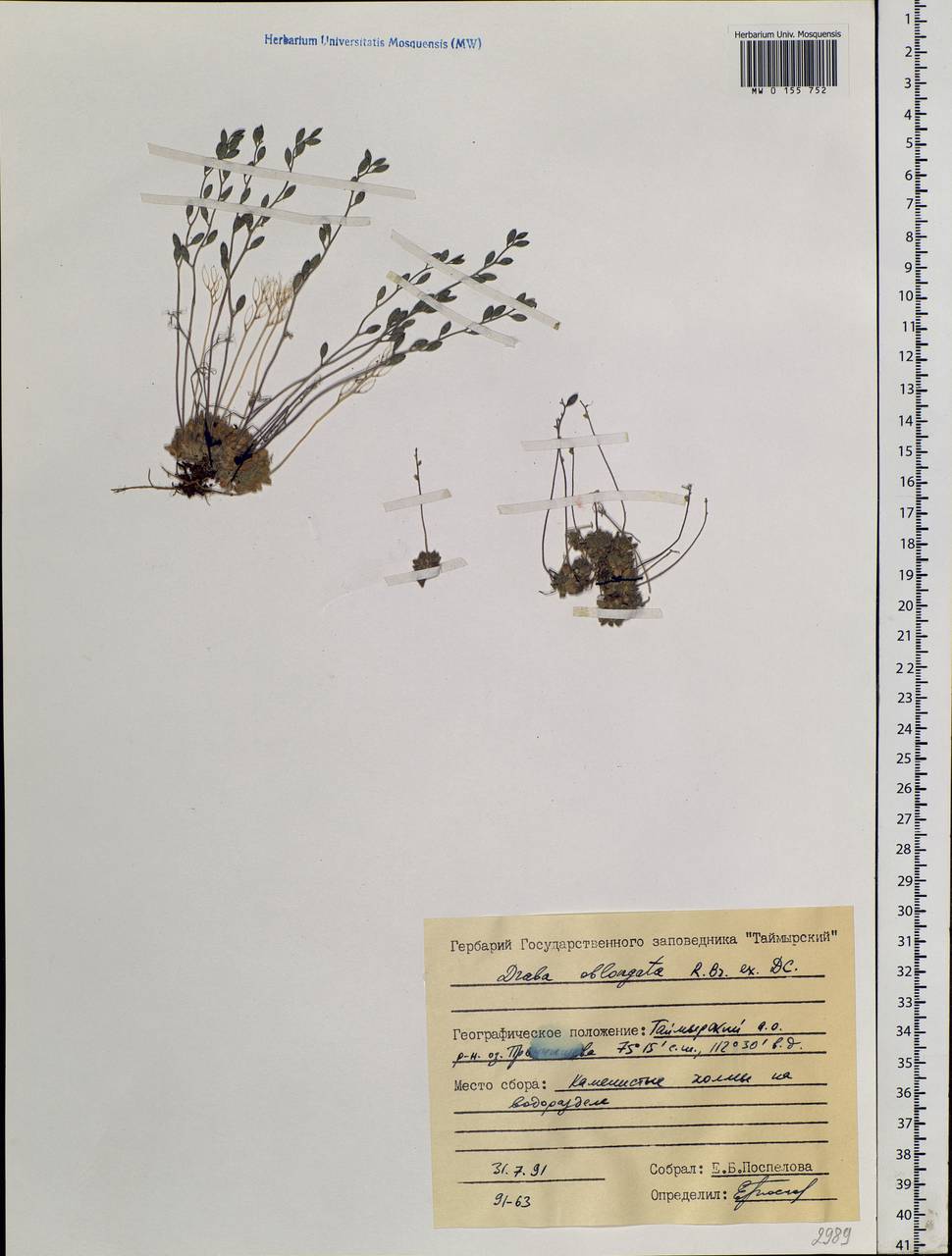 Draba oblongata R. Br. ex DC., Siberia, Central Siberia (S3) (Russia)