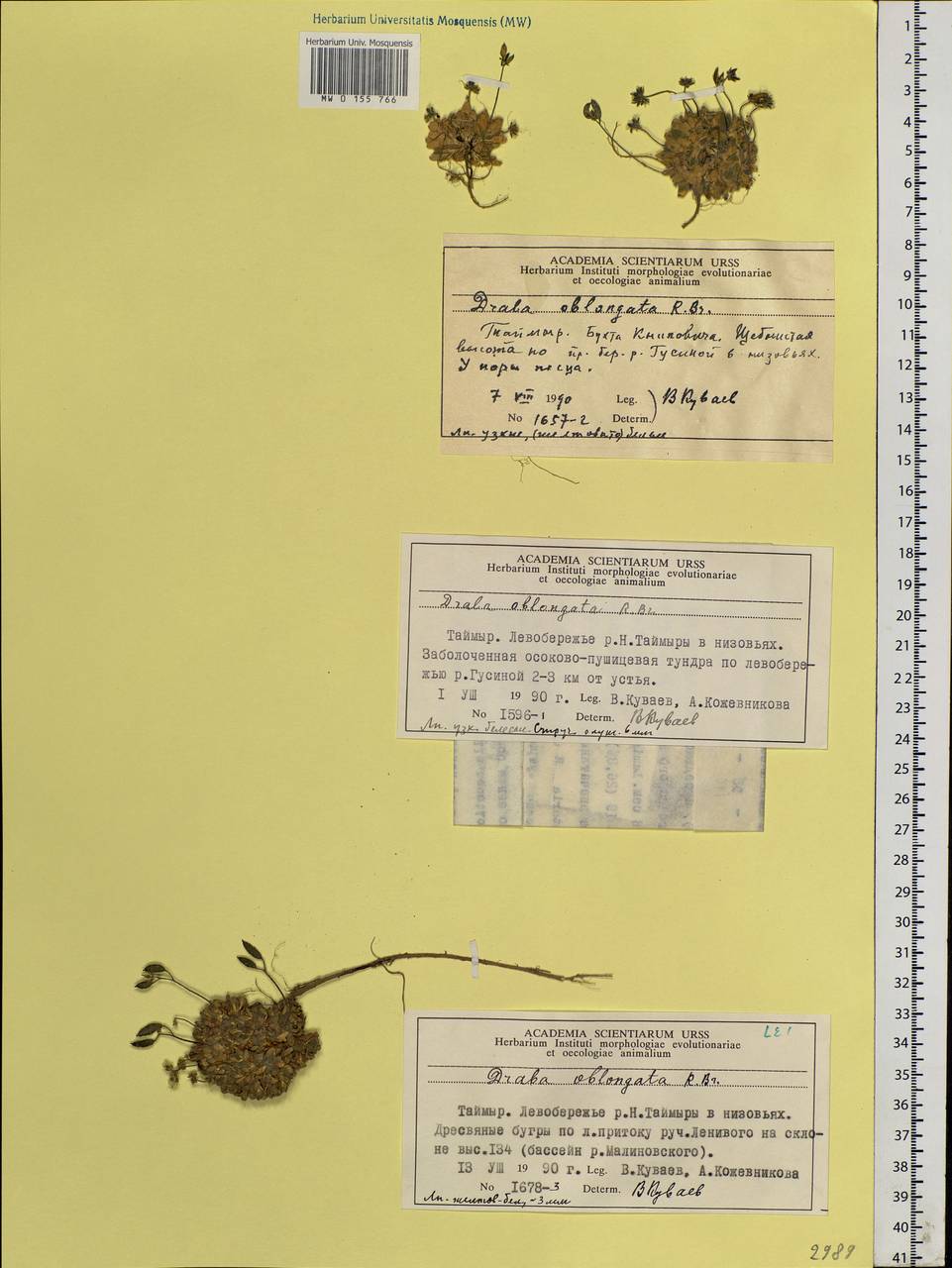 Draba oblongata R.Br. ex DC., Siberia, Central Siberia (S3) (Russia)