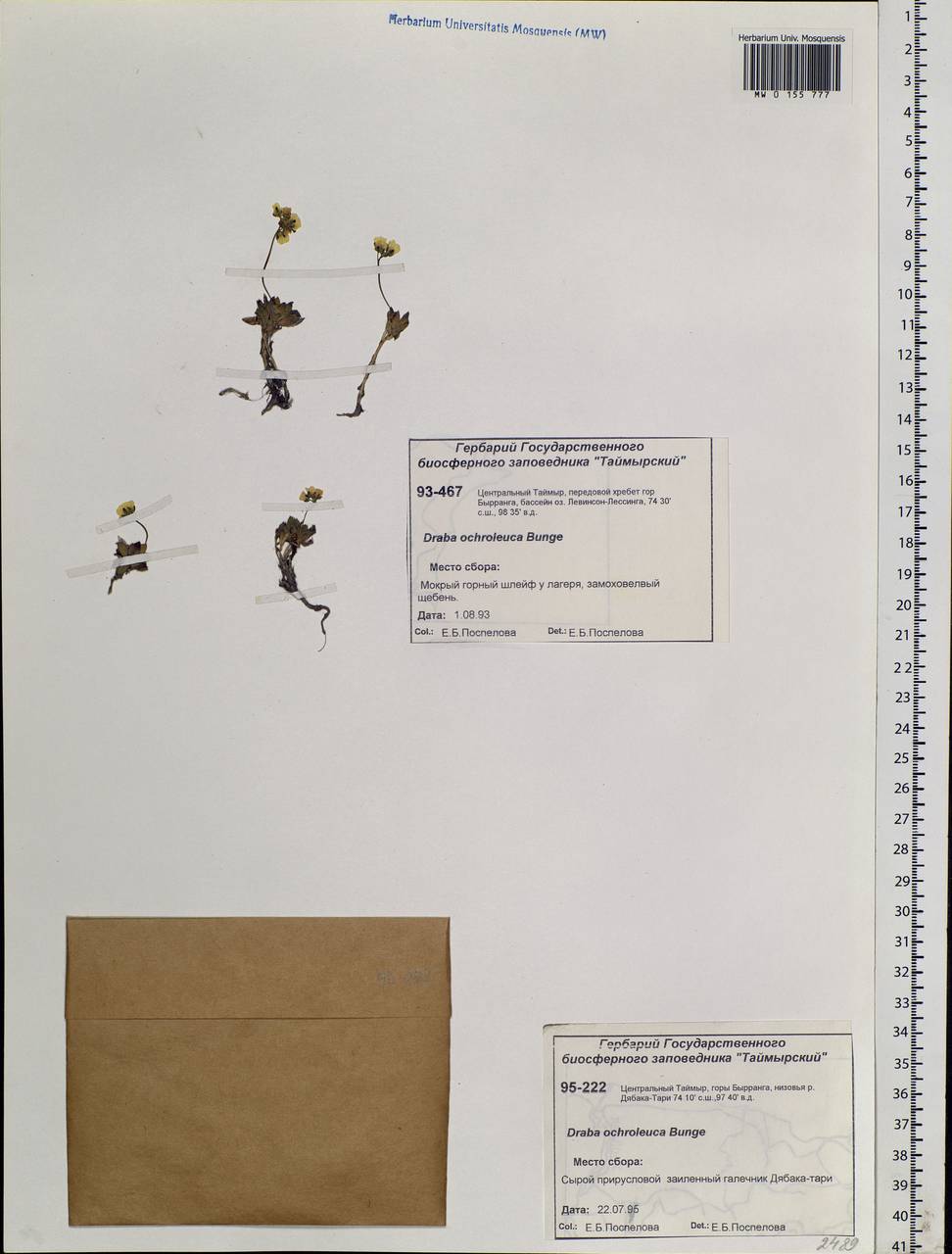 Draba ochroleuca Bunge, Siberia, Central Siberia (S3) (Russia)